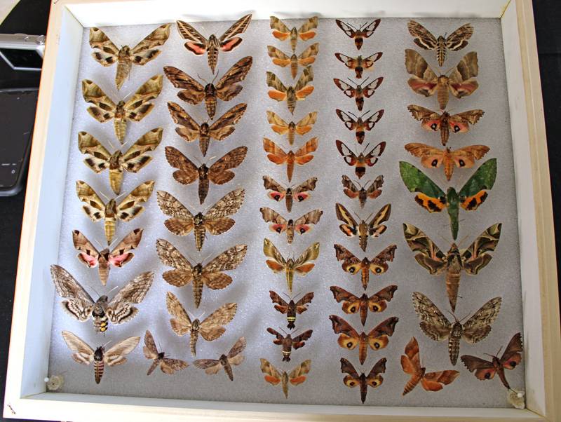 flying bug collection
